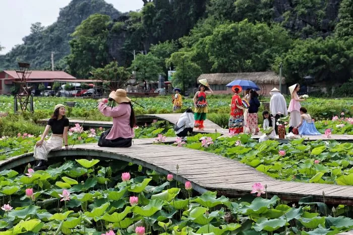 ベトナムの蓮花